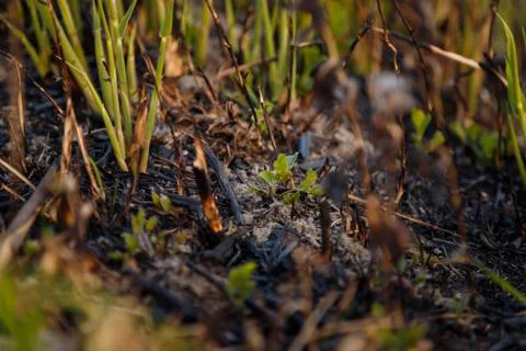 Soft focused close up shot of young reed sprouts on burnt ground of swamp. Stock Photos