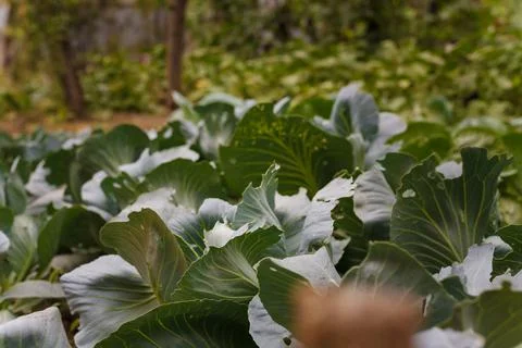 Soft focused close up shot of young cabbage leaves. Agriculture, fresh harvest Stock Photos