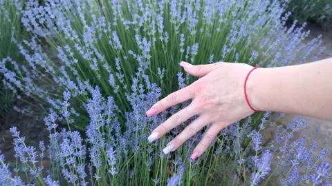 Soft-focused field of blooming purple lavender flowers in summer Stock Footage 341280014