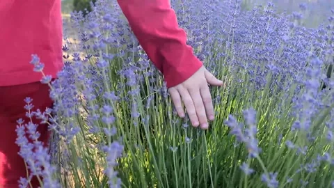 Soft-focused field of blooming purple lavender flowers in summer Stock Footage 341280077