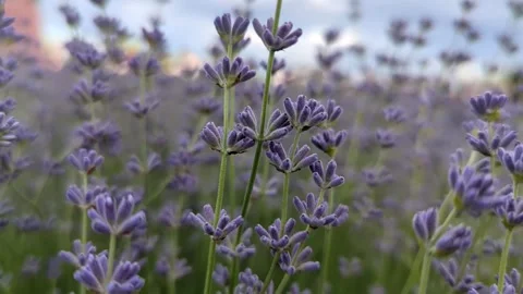 Soft-focused field of blooming purple lavender flowers in summer Stock Footage 341280611