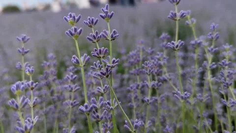 Soft-focused field of blooming purple lavender flowers in summer Stock Footage 341280801