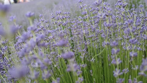 Soft-focused field of blooming purple lavender flowers in summer Stock Footage 341281976