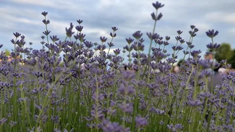 Soft-focused field of blooming purple lavender flowers in summer Stock Footage 341282033