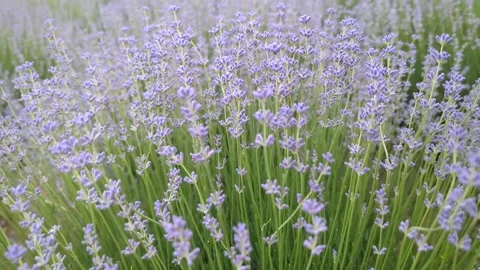 Soft-focused field of blooming purple lavender flowers in summer Stock Footage 341282046