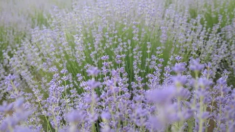 Soft-focused field of blooming purple lavender flowers in summer Stock Footage 341282060