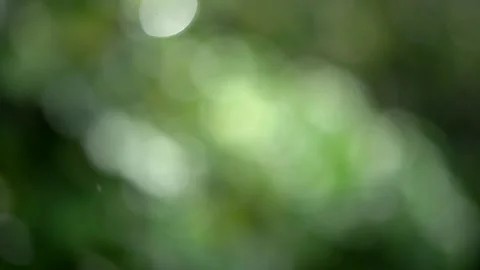 Soft focused green nature bokeh on rainy day. Vidéo 155192013