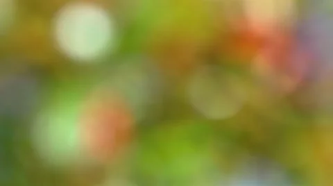 Soft focused leaves bg Stock Footage 12373381