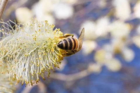 Soft focused macro shot of a bee gathering pollen from flowers bud on branch Stock Photos