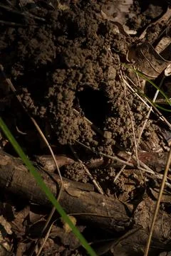 Soft focused macro shot of black ant coming into anthill hole on ground Foto stock