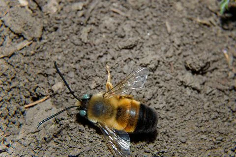 Soft focused macro shot of bumblebee with green eyes. Insects life, spring Stock Photos
