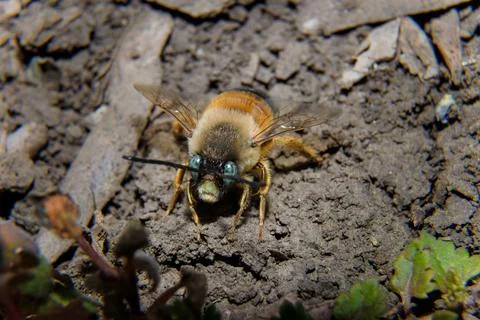 Soft focused macro shot of bumblebee with green eyes. Insects life, spring Stock Photos