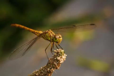 Soft focused macro shot of dragonfly sitting on plant, life of insects Stock Photos