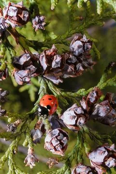 Soft focused macro shot of tiny red ladybug or ladybird on green leaves Stock Photos