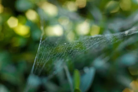 Soft focused shot of spider web on buxus or boxwood leaves Stock Photos