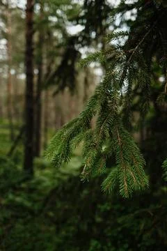 Soft-focused spruce needles with lush pine forest in the background, Tara Nat Stock Photos
