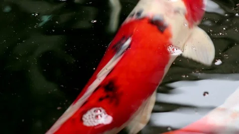 Soft-focused variety Koi carp fishes swim in particle floating green water Stock Footage 100431675