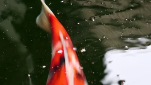 Soft-focused variety Koi carp fishes swim in particle floating green water Stock Footage 100431776