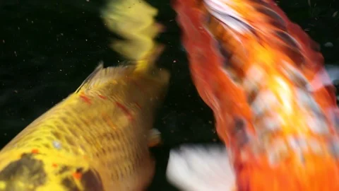 Soft-focused variety Koi carp fishes swim in particle floating green water Stock Footage 100432263