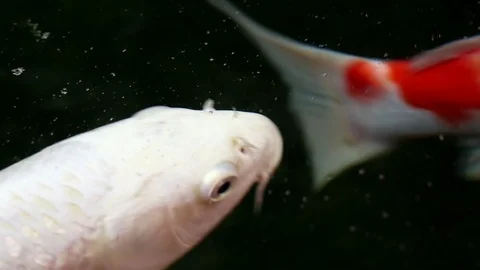 Soft-focused variety Koi carp fishes swim in particle floating green water Video stock 100432970