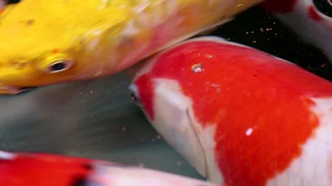 Soft-focused variety Koi carp fishes swim in particle floating green water Video stock 101146378
