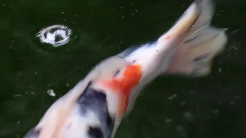 Soft-focused variety Koi carp fishes swim in particle floating green water Video stock 101146538