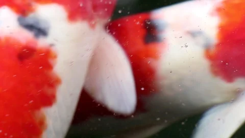 Soft-focused variety Koi carp fishes swim in particle floating green water Video stock 101146676