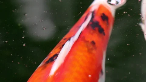 Soft-focused variety Koi carp fishes swim in particle floating green water Video stock 101146810
