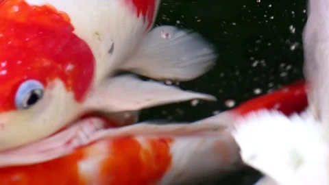 Soft-focused variety Koi carp fishes swim in particle floating green water Stock Footage 101147047