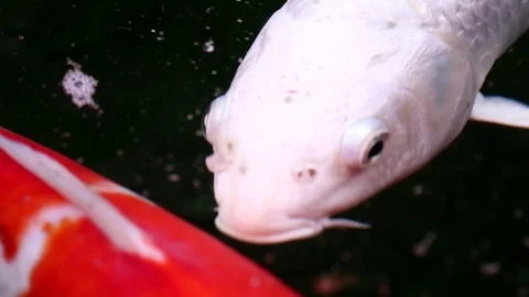 Soft-focused variety Koi carp fishes swim in particle floating green water Video stock 101147195