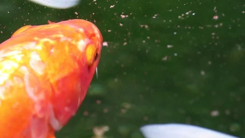 Soft-focused variety Koi carp fishes swim in particle floating green water Video stock 101147365