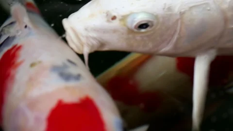 Soft-focused variety Koi carp fishes swim in particle floating green water Video stock 101147550