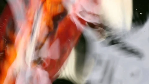 Soft-focused variety Koi carp fishes swim in particle floating green water Video stock 101147879