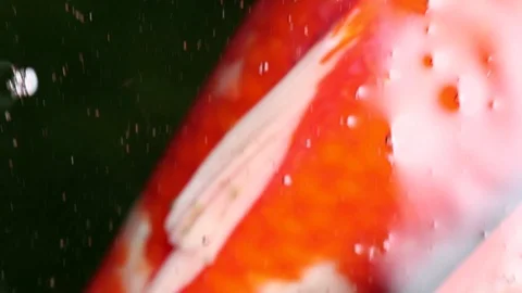 Soft-focused variety Koi carp fishes swim in particle floating green water Video stock 101148167