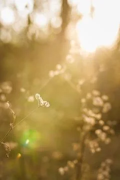 Soft focused vertical close up shot of forest plant in beautiful sunset rays Stock Photos