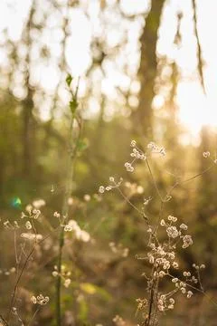 Soft focused vertical close up shot of forest plant in beautiful sunset rays Stock Photos