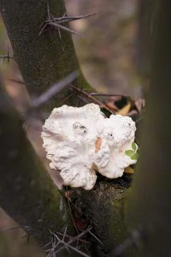 Soft focused vertical close up shot of tree trunk with white burl, burr, bur Stock Photos