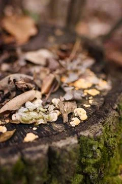 Soft focused vertical close up shot of tree stump with burl, burr, bur, parasite Stock Photos