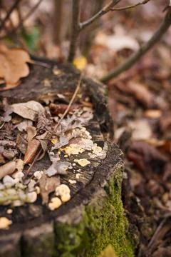 Soft focused vertical close up shot of tree stump with burl, burr, bur, parasite Stock Photos