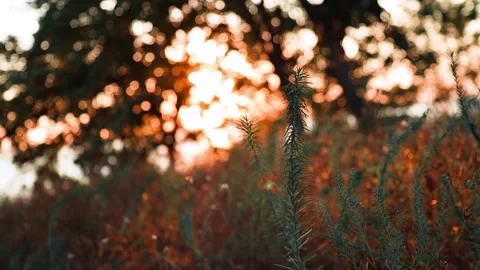 Soft-Focused Wild Grass in Warm Evening Light Stock Footage 303052922