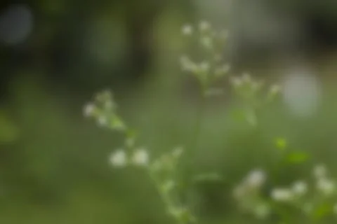 Soft focused wild greenery with tiny blossoms creating natural serene backg.. 스톡 사진