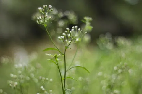Soft focused wild greenery with tiny blossoms creating natural serene backg.. Stock Photos