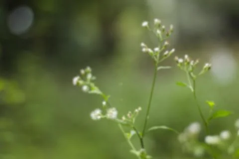 Soft focused wild greenery with tiny blossoms creating natural serene backg.. Foto stock