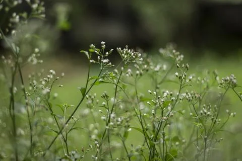 Soft focused wild greenery with tiny blossoms creating natural serene backg.. Stock Photos