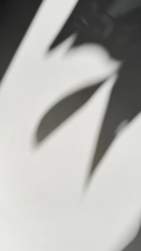 Soft Foliage Shadows Moving Across Minimal White Wall Stock Footage 334853019