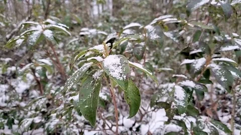 Soft Forest Snow Stock-Footage 294458982