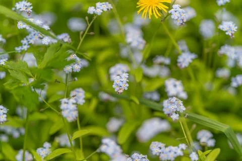 Soft forgetmenots background with gentle bokeh, pastel blue clusters blur int Stock Photos
