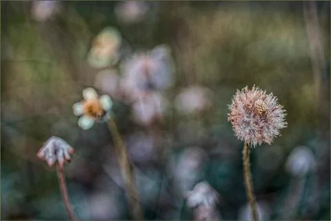 Soft garden Stock Photos