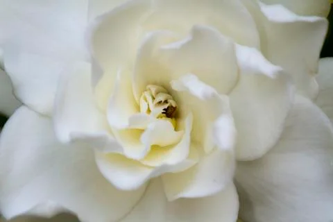 Soft Gardenia Foto stock