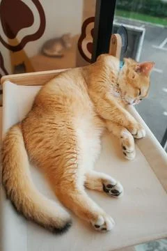 Soft ginger cat naps on cushioned perch Stock Photos